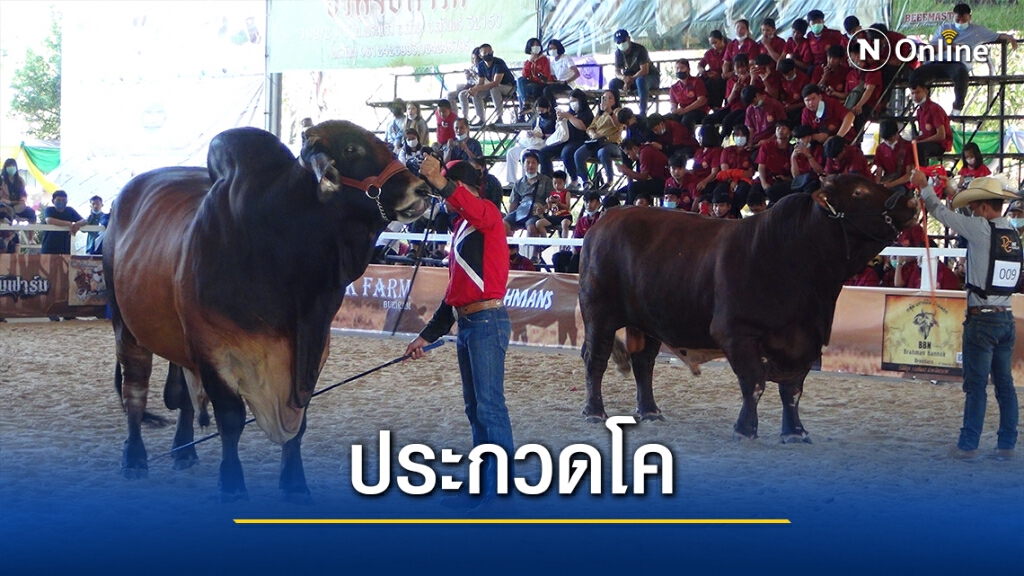 จัดประกวดโคพันธุ์อเมริกันบราห์มันเพิ่มทางเลือกเกษตรกรเลี้ยงโคเนื้อ