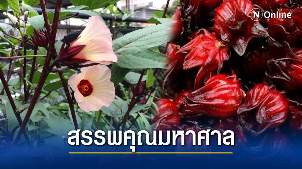 "กระเจี๊ยบแดง" สมุนไพรบำรุงร่างกาย ป้องกันรักษาโรค