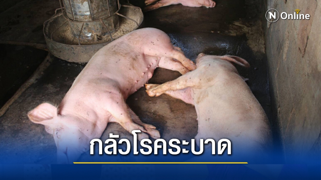 ปศุสัตว์เร่งตรวจสอบหมูตายรายวันหวั่นโรคระบาด ปศุสัตว์เร่งตรวจสอบหมูตายรายวันหวั่นโรคระบาด