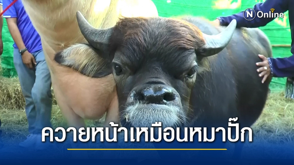 ฮือฮา!! พบควายแปลกหน้าเหมือนหมาพันธุ์ปั๊ก คนแห่เซลฟี่คึกคัก