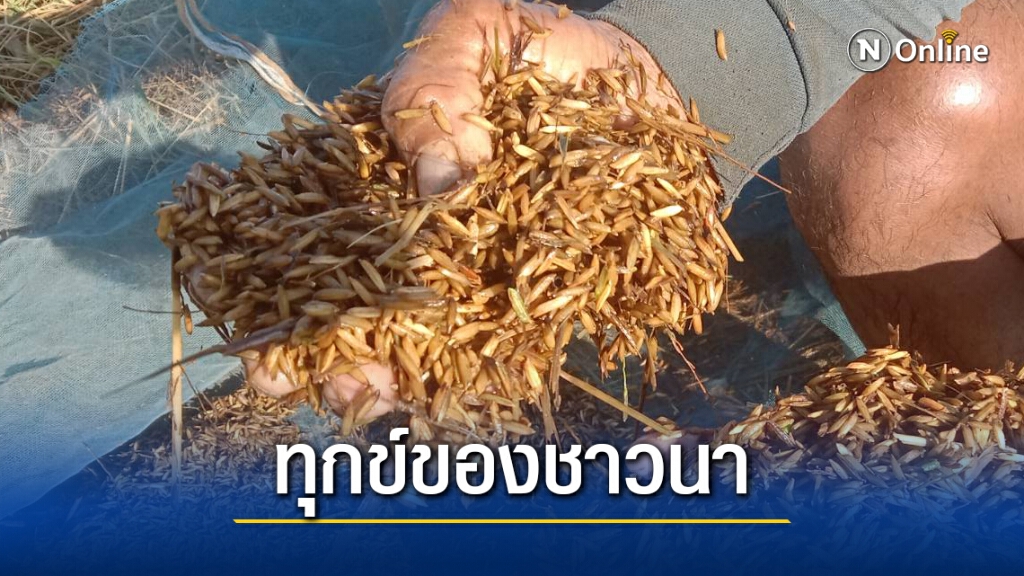 เก็บเมล็ดข้าวร่วงขายหาเงินใช้หนี้ เก็บเมล็ดข้าวร่วงขายหาเงินใช้หนี้