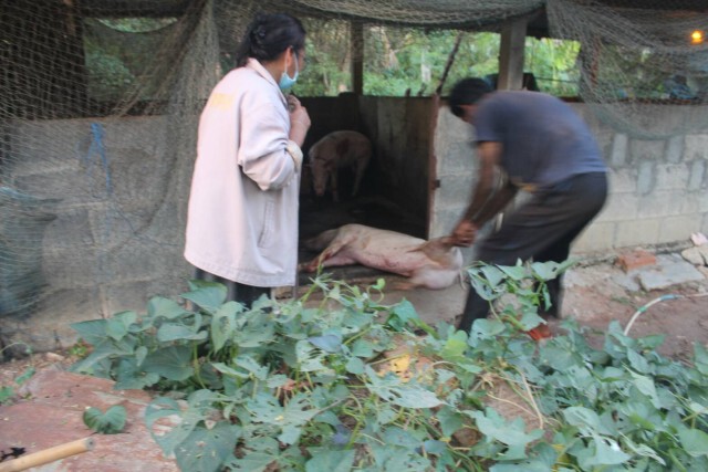 ปศุสัตว์เร่งตรวจสอบหมูตายรายวันหวั่นโรคระบาด
