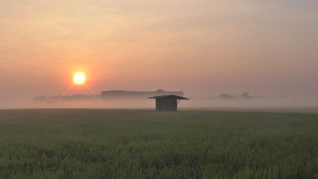 สวยงาม!"ทะเลหมอก"กลางทุ่งนา