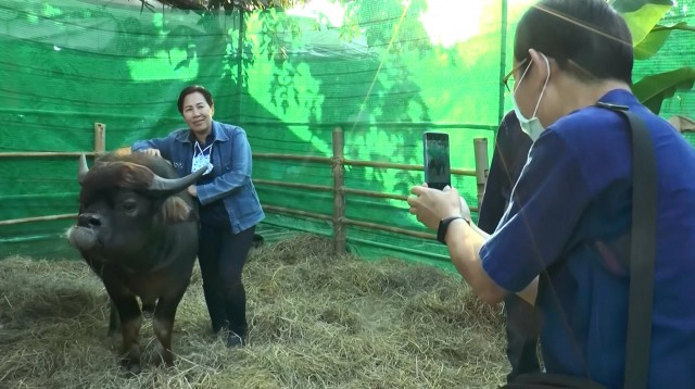 ฮือฮา!! พบควายแปลกหน้าเหมือนหมาพันธุ์ปั๊ก คนแห่เซลฟี่คึกคัก