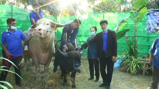 ฮือฮา!! พบควายแปลกหน้าเหมือนหมาพันธุ์ปั๊ก คนแห่เซลฟี่คึกคัก
