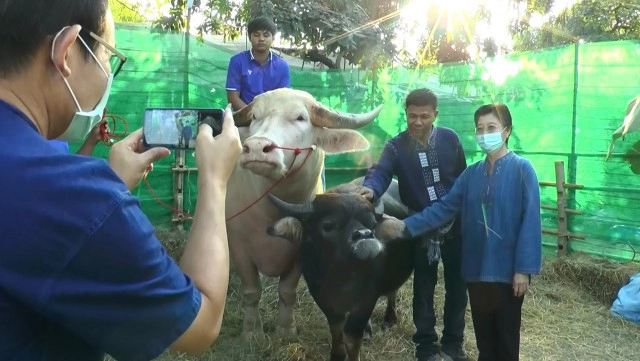 ฮือฮา!! พบควายแปลกหน้าเหมือนหมาพันธุ์ปั๊ก คนแห่เซลฟี่คึกคัก
