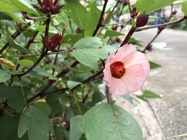 "กระเจี๊ยบแดง" สมุนไพรบำรุงร่างกาย ป้องกันรักษาโรค