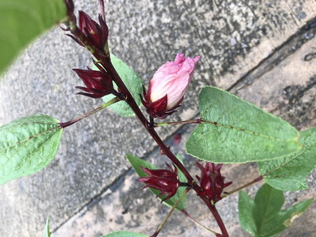 "กระเจี๊ยบแดง" สมุนไพรบำรุงร่างกาย ป้องกันรักษาโรค