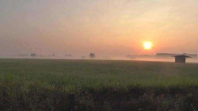 สวยงาม!"ทะเลหมอก"กลางทุ่งนา