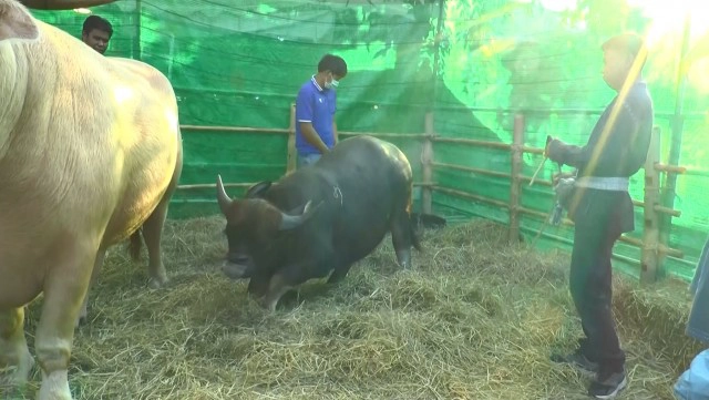 ฮือฮา!! พบควายแปลกหน้าเหมือนหมาพันธุ์ปั๊ก คนแห่เซลฟี่คึกคัก