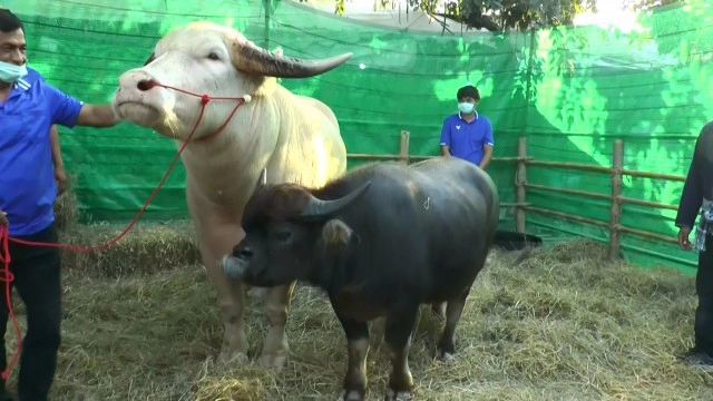 ฮือฮา!! พบควายแปลกหน้าเหมือนหมาพันธุ์ปั๊ก คนแห่เซลฟี่คึกคัก