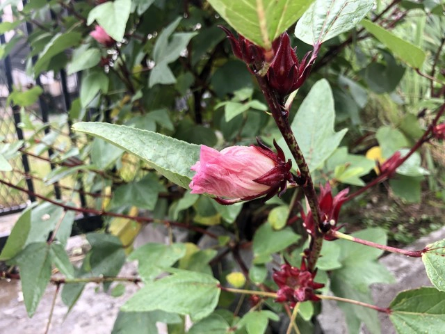 "กระเจี๊ยบแดง" สมุนไพรบำรุงร่างกาย ป้องกันรักษาโรค