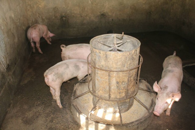 ปศุสัตว์เร่งตรวจสอบหมูตายรายวันหวั่นโรคระบาด