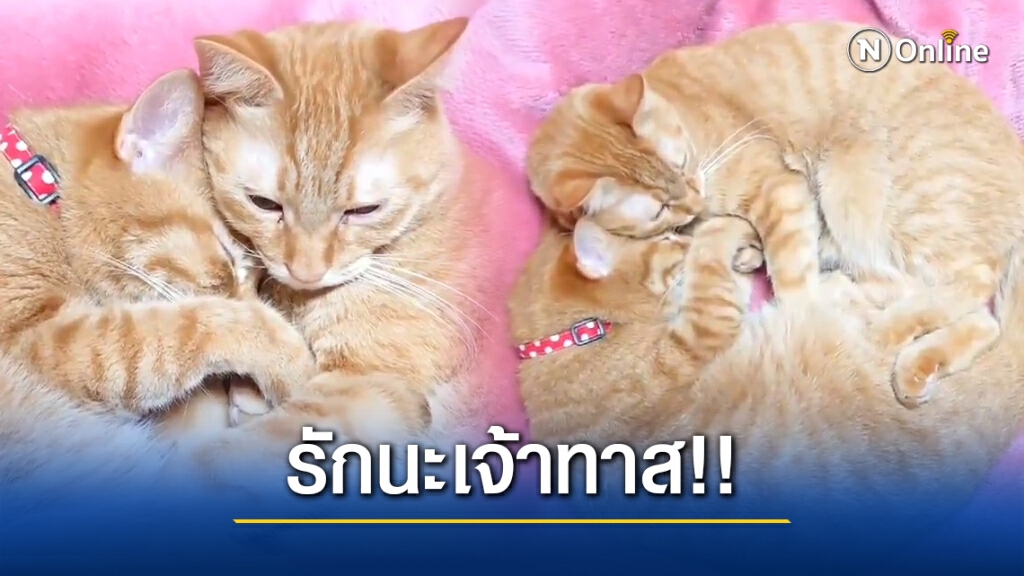 รักนะเจ้าทาส!! น้องเหมียวนอนกอดกัน แสดงความรักให้เจ้าของโดยไม่ได้ตั้งใจ รักนะเจ้าทาส!! น้องเหมียวนอนกอดกัน แสดงความรักให้เจ้าของโดยไม่ได้ตั้งใจ