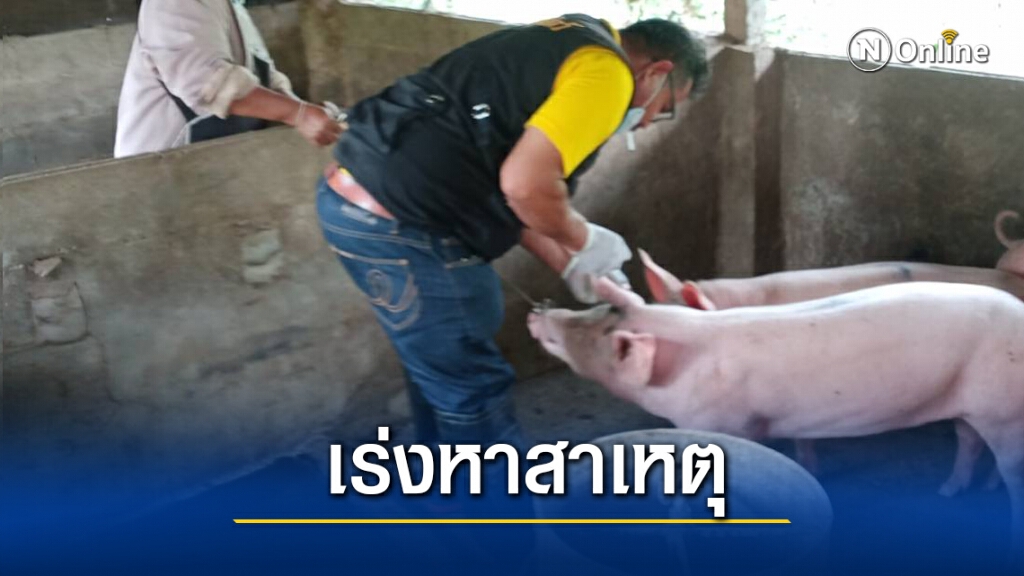 สุกรตายเพิ่มอีกปศุสัตว์เร่งตรวจเลือดหาสาเหตุ