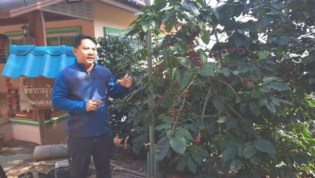 ชาวเขาเผ่าเมี่ยนหันปลูกกาแฟสร้างรายได้งาม