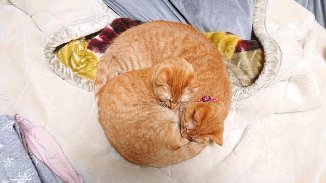 รักนะเจ้าทาส!! น้องเหมียวนอนกอดกัน แสดงความรักให้เจ้าของโดยไม่ได้ตั้งใจ