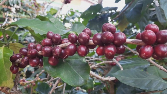 ชาวเขาเผ่าเมี่ยนหันปลูกกาแฟสร้างรายได้งาม
