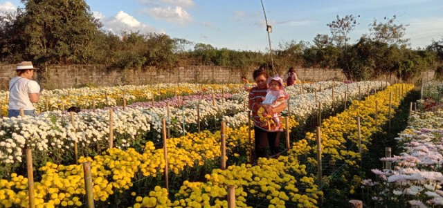 เนรมิตสวนดอกไม้10ไร่ ต้อนรับนทท.ถ่ายรูป-เซลฟี่