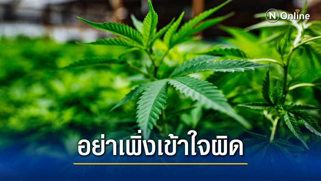 อย่าเพิ่งเข้าใจผิด!! "กัญชา-กัญชง" ยังไม่ปลดล็อกจากยาเสพติดทั้งหมด