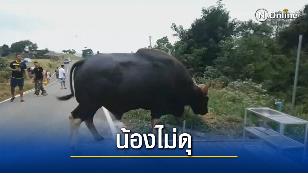 อวดโฉม เจ้าทองดีกระทิงป่าสุดเชื่อง หากินใกล้ชิดนักท่องเที่ยว