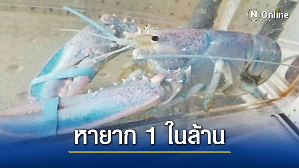 ทึ่ง!! ชาวประมงแคนาดาจับ "ยูนิคอร์นล็อบสเตอร์" สีหายากในโลก !! ทึ่ง!! ชาวประมงแคนาดาจับ "ยูนิคอร์นล็อบสเตอร์" สีหายากในโลก !!