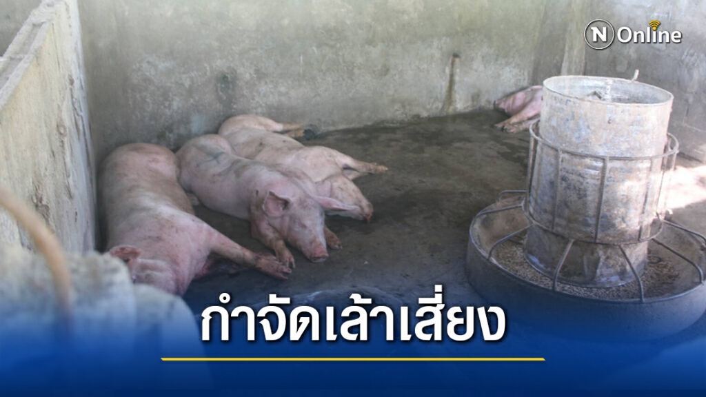 สุกรตายเพิ่มสั่งกำจัดทั้งเล้าป้องกันการแพร่ระบาด