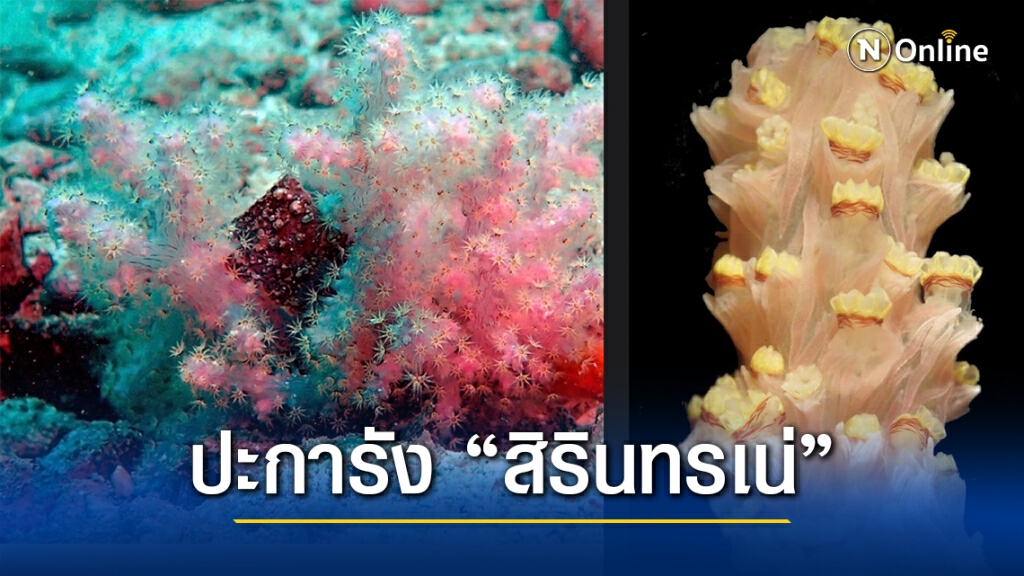 นักวิจัย จุฬาฯ ค้นพบปะการังอ่อนชนิดใหม่ของโลก "สิรินทรเน่"