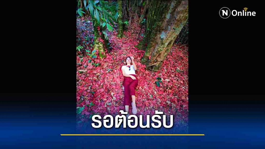 ชวนชม"เมเปิล"ผลัดใบเป็นสีแดงสด ชวนชม"เมเปิล"ผลัดใบเป็นสีแดงสด