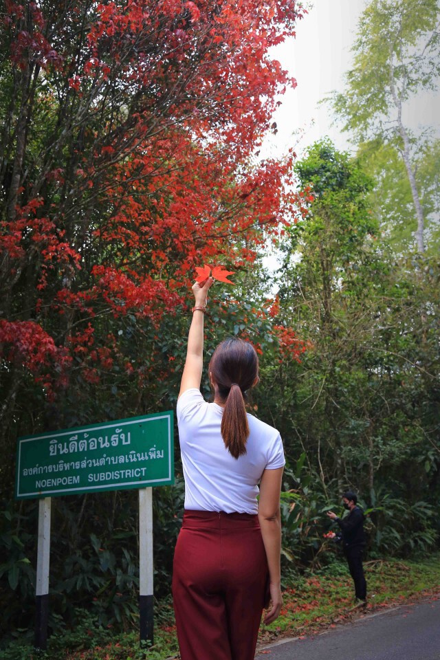 ชวนชม"เมเปิล"ผลัดใบเป็นสีแดงสด