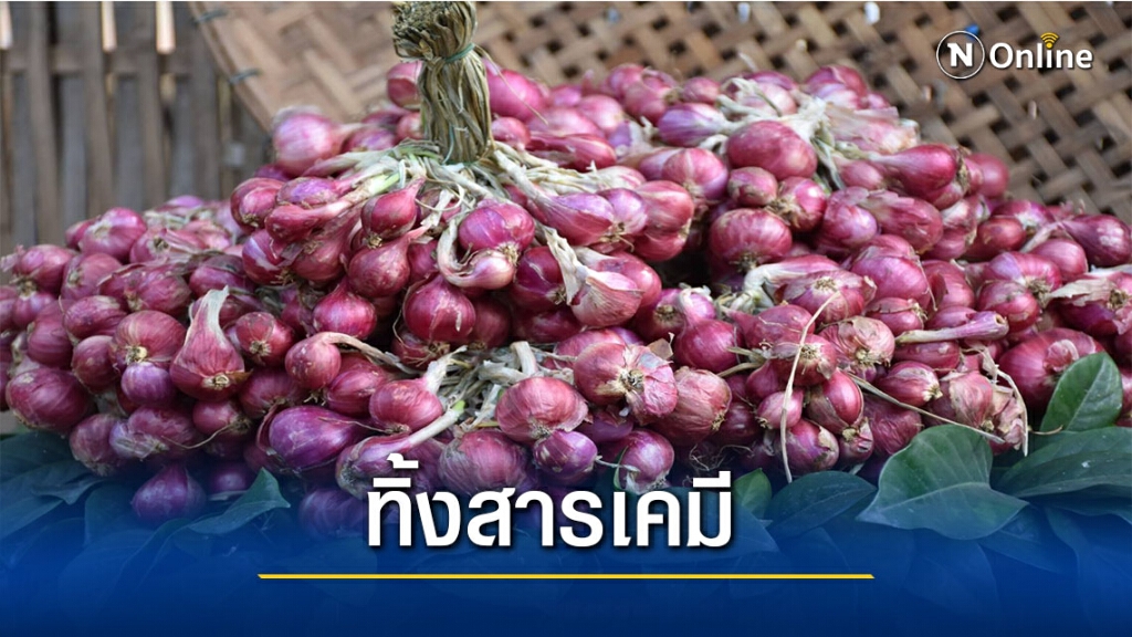 เกษตรกรอุตรดิตถ์พร้อมปลูกหอมแดงปลอดภัย