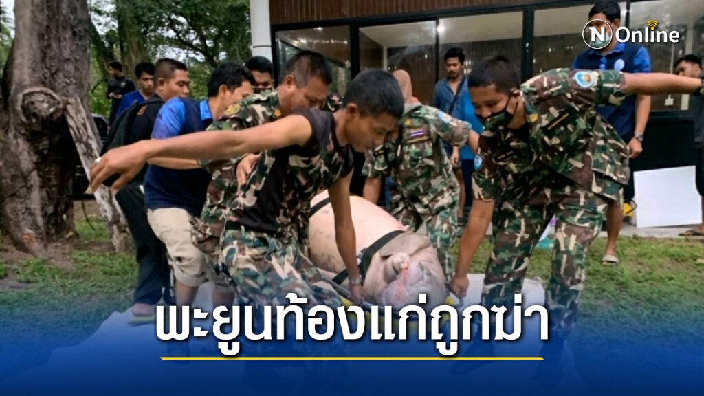 สลด!! พะยูนท้องแก่ถูกฆ่าตายทั้งกลมและถูกตัดเขี้ยว สลด!! พะยูนท้องแก่ถูกฆ่าตายทั้งกลมและถูกตัดเขี้ยว