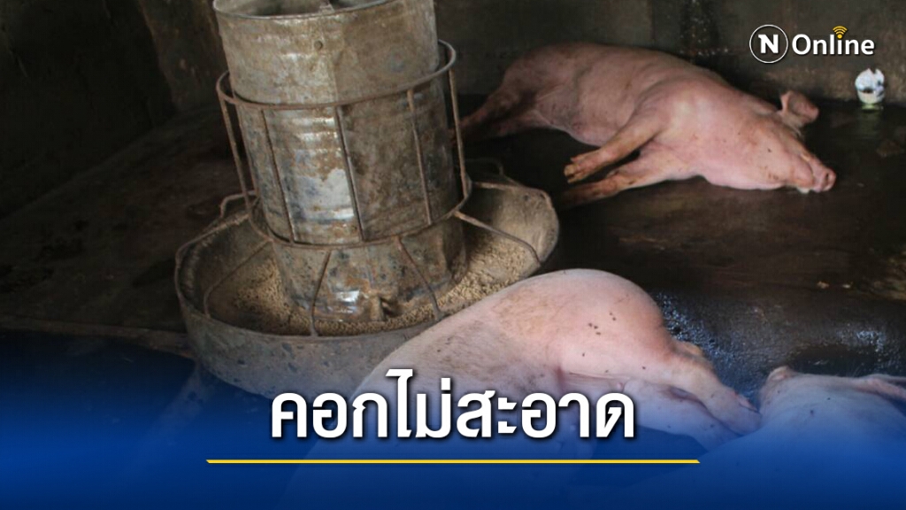 สุกรตายปริศนา ผลตรวจพบเชื้อแบคทีเรียธรรมดาไม่ใช่โรคติดต่อ