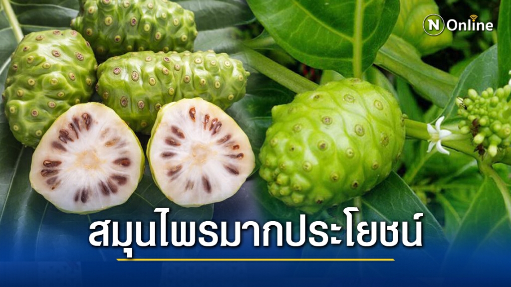 ข้อพึงระวัง!! บริโภค"ลูกยอ" ให้เกิดประโยชน์มากกว่าโทษ