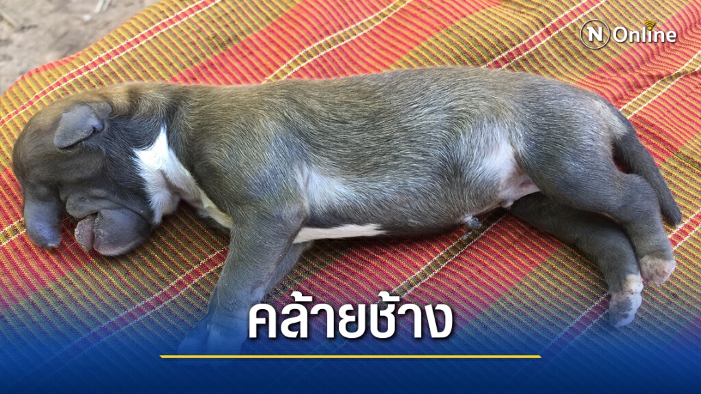 แผงหวยสะเทือน!ชาวบ้านแห่ตีเลขเด็ดสุนัขออกลูกคล้ายช้าง