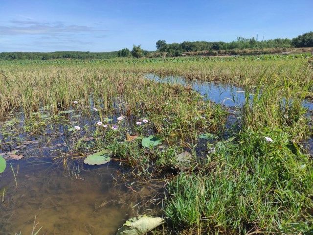 ชาวท่าตูมกว่า300ร้องผู้ว่าฯ น้ำเน่าเสีย ผลิตประปาไม่ได้นานกว่า5ปี
