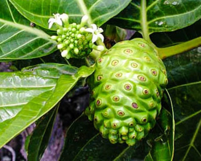 ข้อพึงระวัง!! บริโภค"ลูกยอ" ให้เกิดประโยชน์มากกว่าโทษ