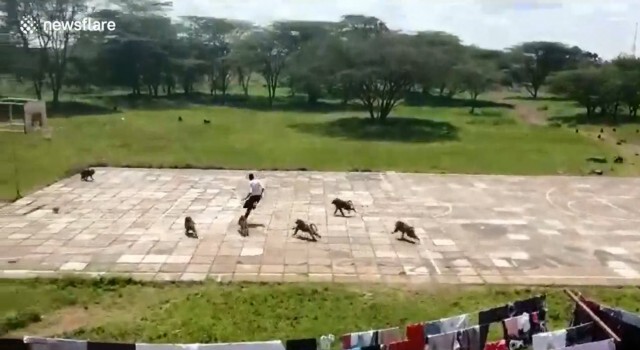 ลิงบาบูน ยกพลบุกยึดสนามฟุตบอลของมนุษย์