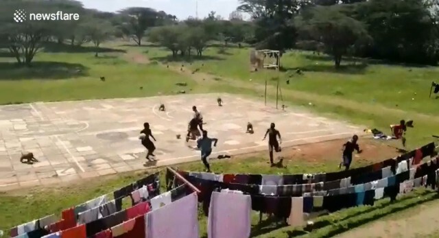 ลิงบาบูน ยกพลบุกยึดสนามฟุตบอลของมนุษย์