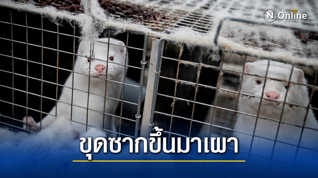 เดนมาร์กเตรียมขุดซากมิงค์ 4 ล้านตัวเพื่อเผากันปนเปื้อน
