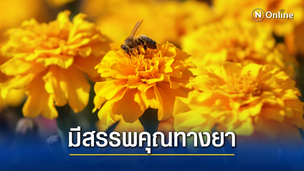 รู้หรือไม่!! "ดอกดาวเรือง" กินได้ ช่วยปกป้องจอประสาทตา