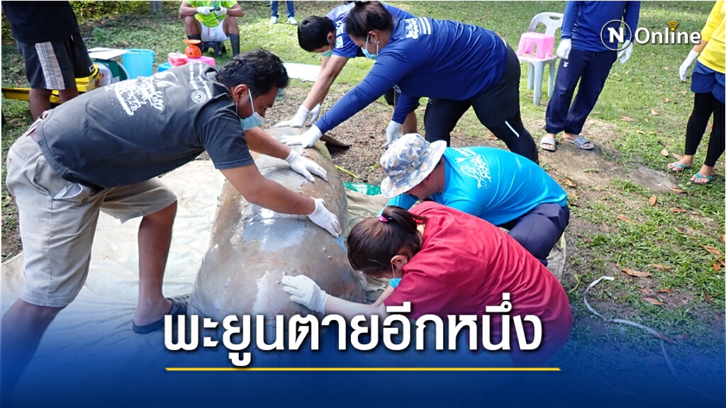 สลด! พะยูนตรังตายอีกหนึ่ง หมอยันโดนพิษเงี่ยงปลากระเบน
