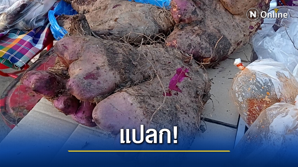 ชาวพิมายแห่ดู"มันตีนเสือ"รูปร่างแปลกประหลาด ชาวพิมายแห่ดู"มันตีนเสือ"รูปร่างแปลกประหลาด