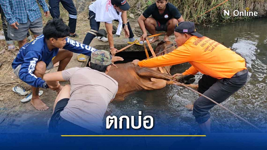 ช่วยวัวบราห์มันท้อง4เดือนพลัดตกประตูน้ำ ช่วยวัวบราห์มันท้อง4เดือนพลัดตกประตูน้ำ