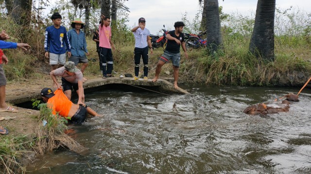 ช่วยวัวบราห์มันท้อง4เดือนพลัดตกประตูน้ำ