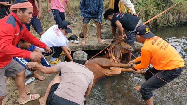 ช่วยวัวบราห์มันท้อง4เดือนพลัดตกประตูน้ำ