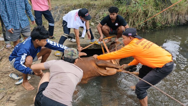 ช่วยวัวบราห์มันท้อง4เดือนพลัดตกประตูน้ำ