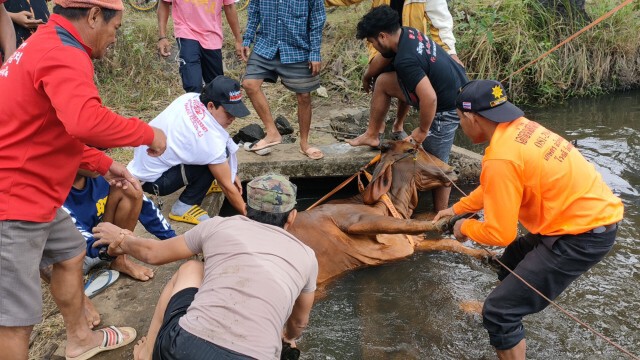 ช่วยวัวบราห์มันท้อง4เดือนพลัดตกประตูน้ำ