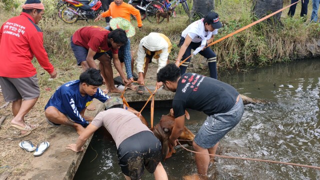 ช่วยวัวบราห์มันท้อง4เดือนพลัดตกประตูน้ำ