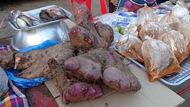 ชาวพิมายแห่ดู"มันตีนเสือ"รูปร่างแปลกประหลาด